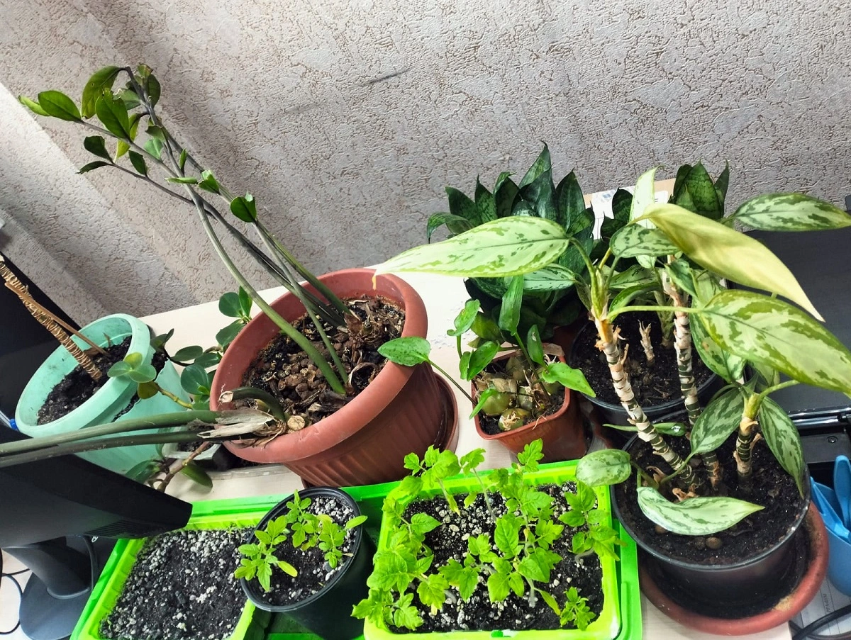 Изображение WhatsApp 2025-05-22 в 17.45.58_61581050.webp