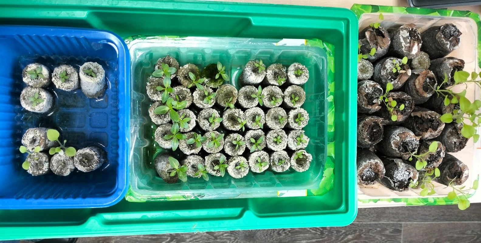 Изображение WhatsApp 2025-05-22 в 17.45.58_a4b04853.webp