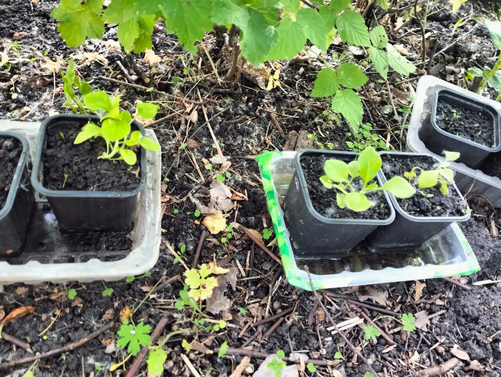 Изображение WhatsApp 2025-06-09 в 09.29.20_162f7dce.webp