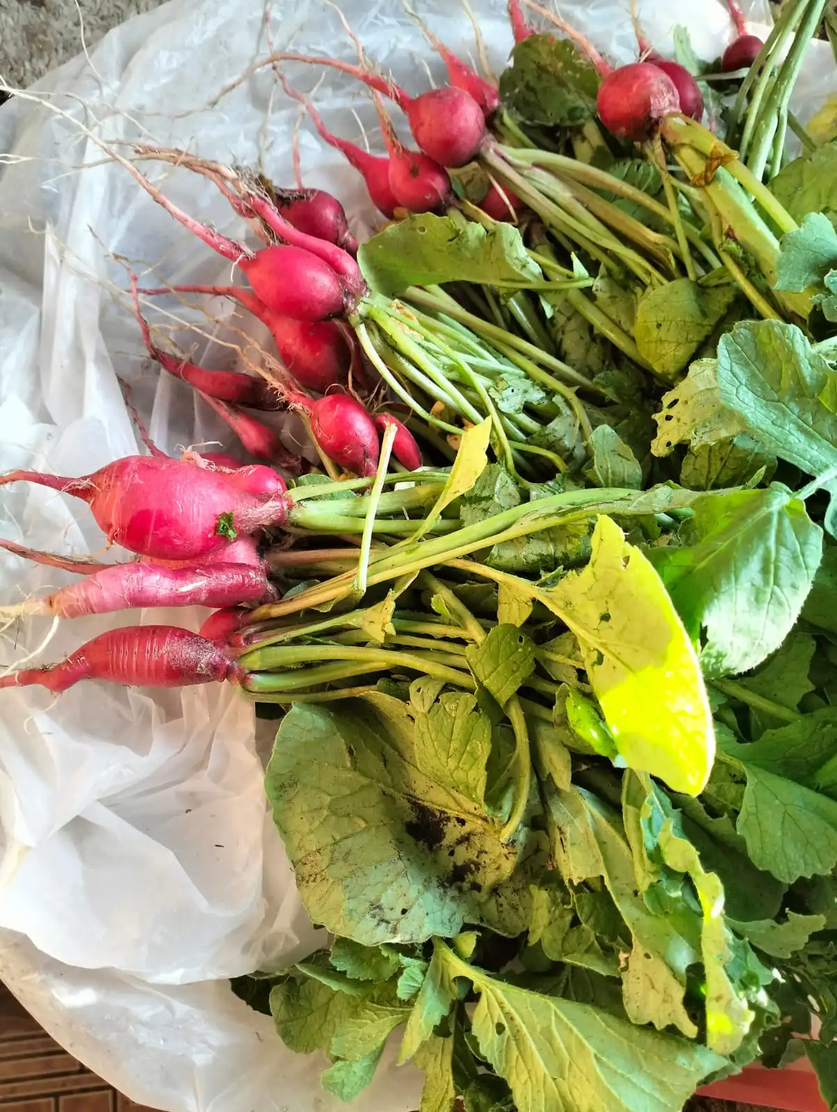 Изображение WhatsApp 2025-06-16 в 08.11.06_965a6e0e.webp