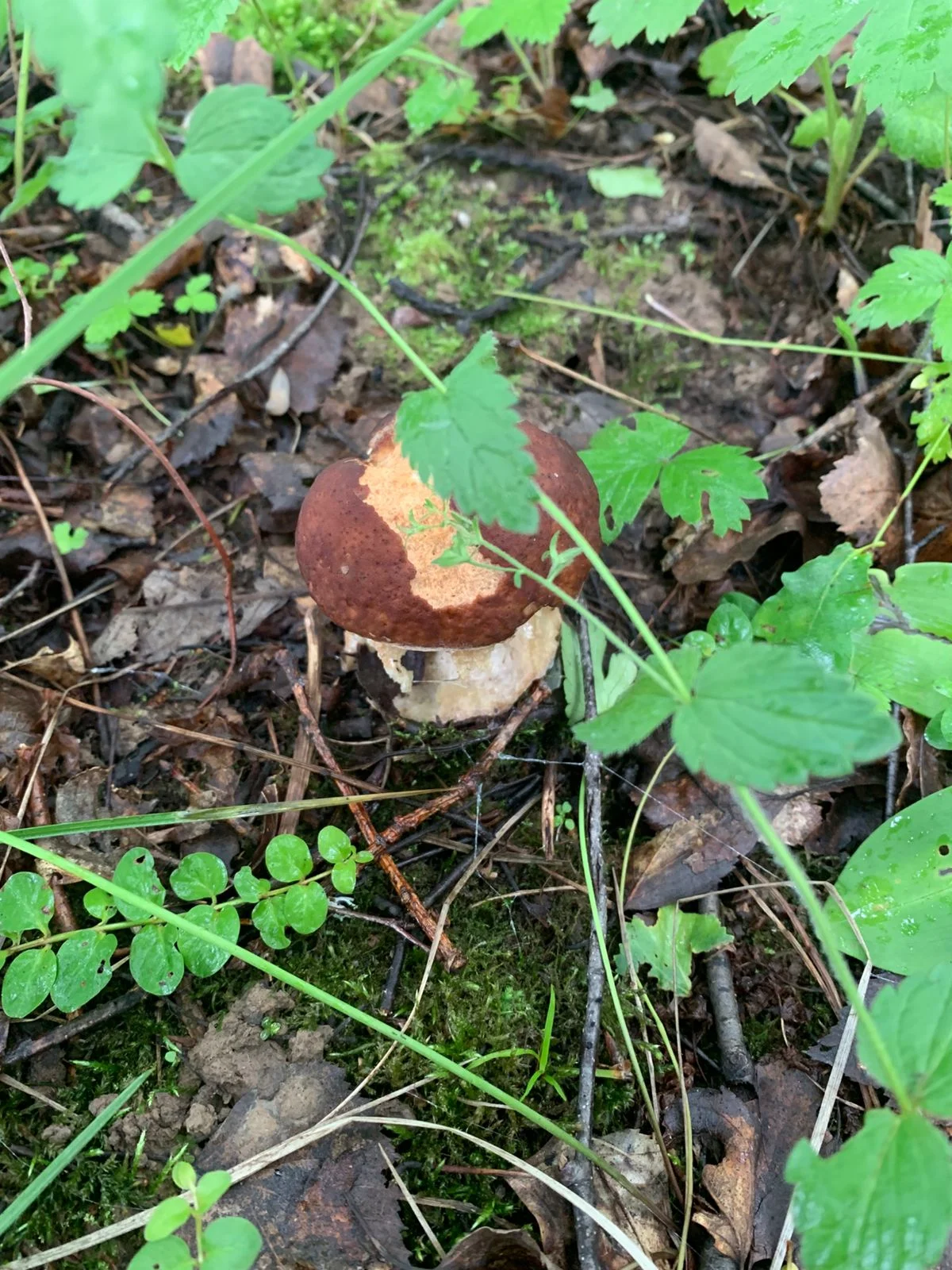 Изображение WhatsApp 2025-06-27 в 10.48.16_618cf659.webp