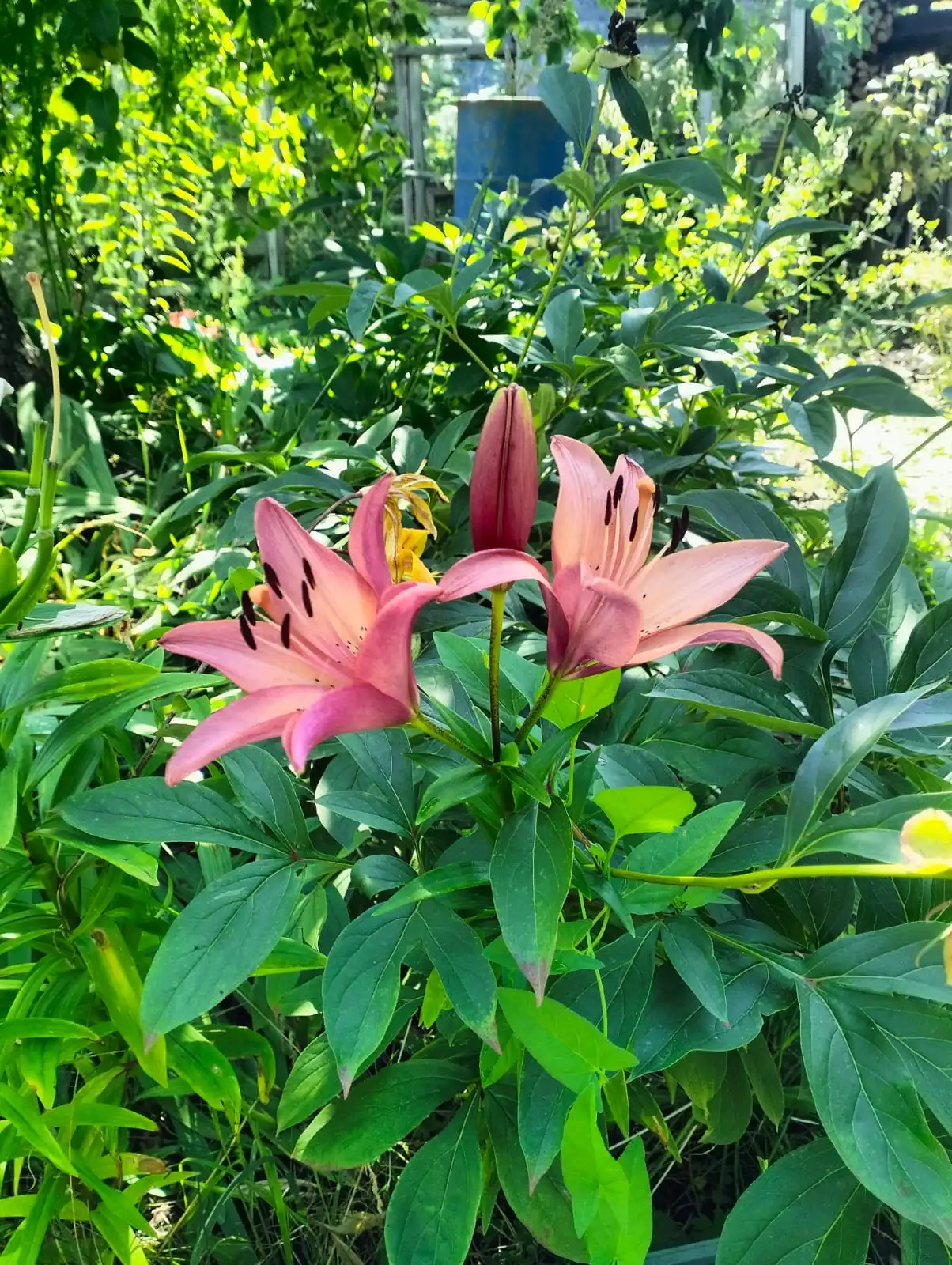 Изображение WhatsApp 2025-07-21 в 12.07.59_1cf65244.webp