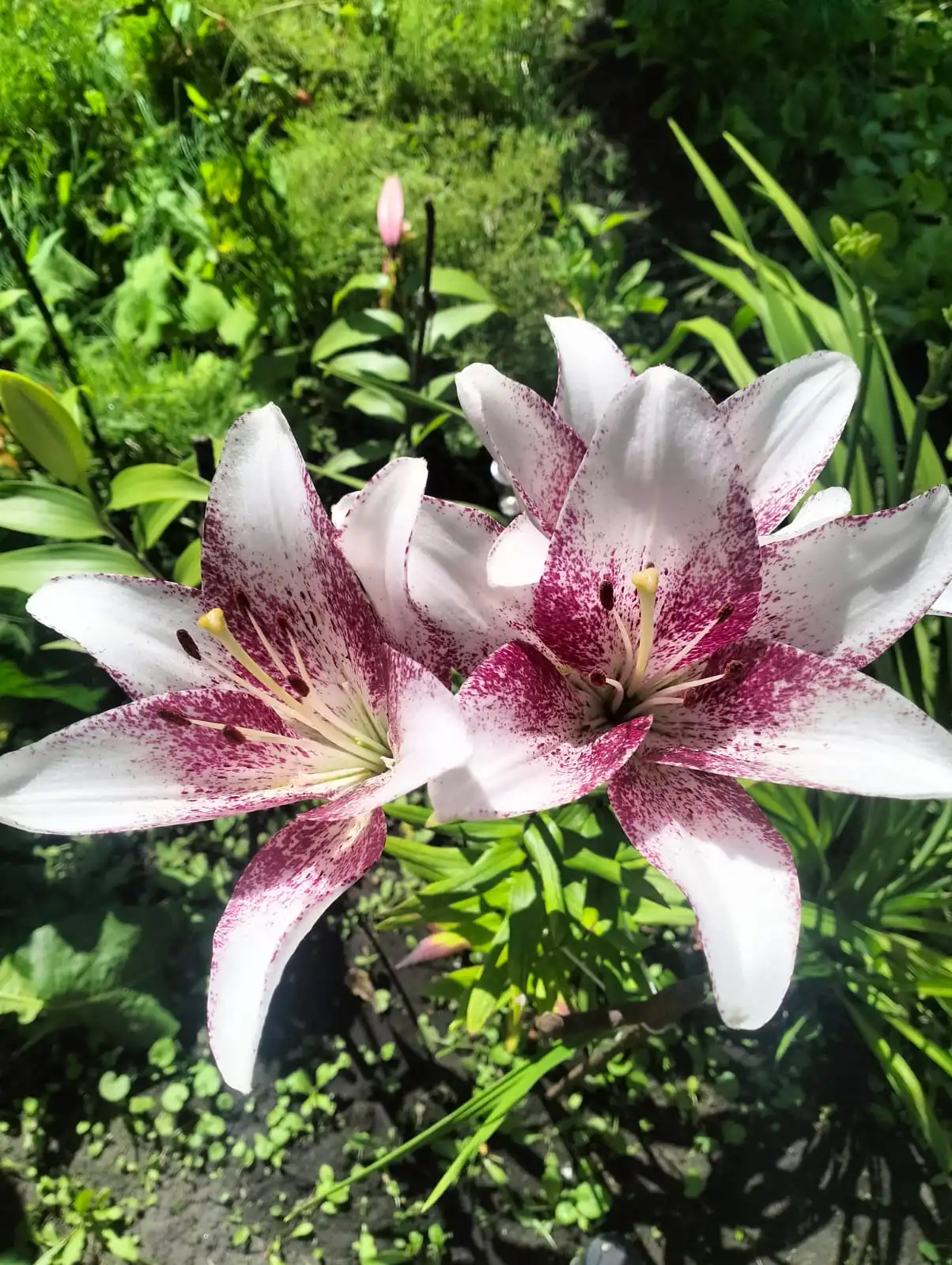 Изображение WhatsApp 2025-07-21 в 12.07.59_31b3695e.webp