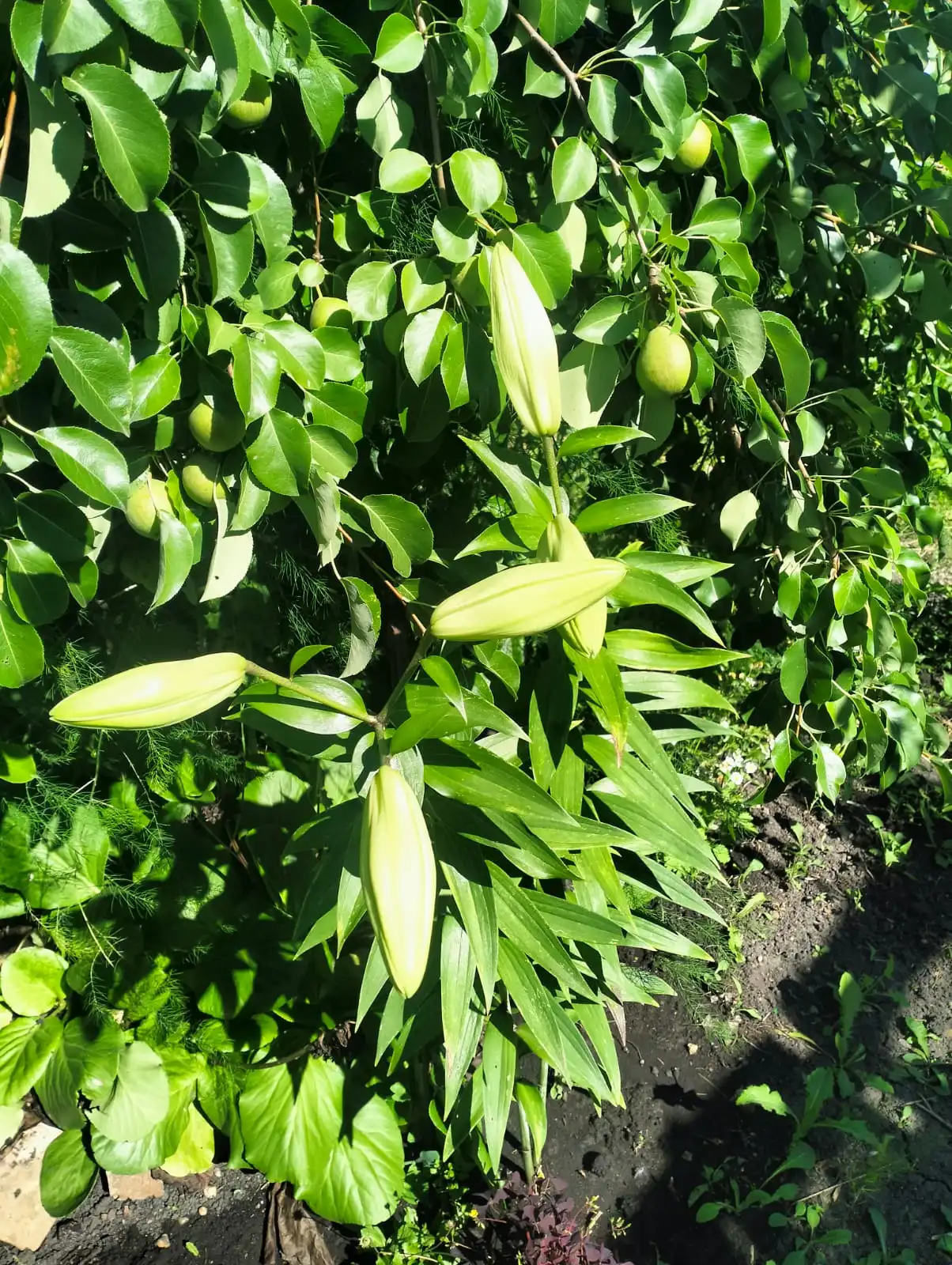 Изображение WhatsApp 2025-07-21 в 12.07.59_47c4d67d.webp