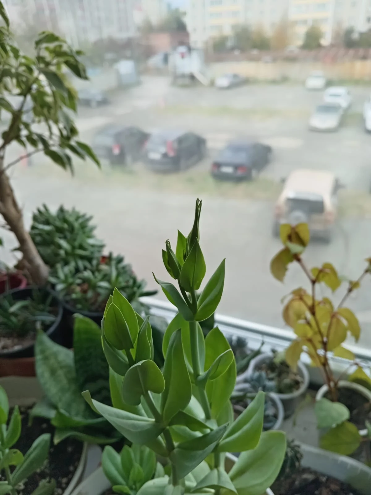 Изображение WhatsApp 2025-09-30 в 13.34.34_a764b18c.webp