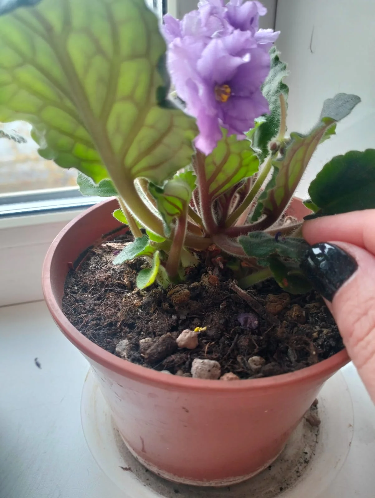 Изображение WhatsApp 2025-10-28 в 10.47.57_becc0889.webp