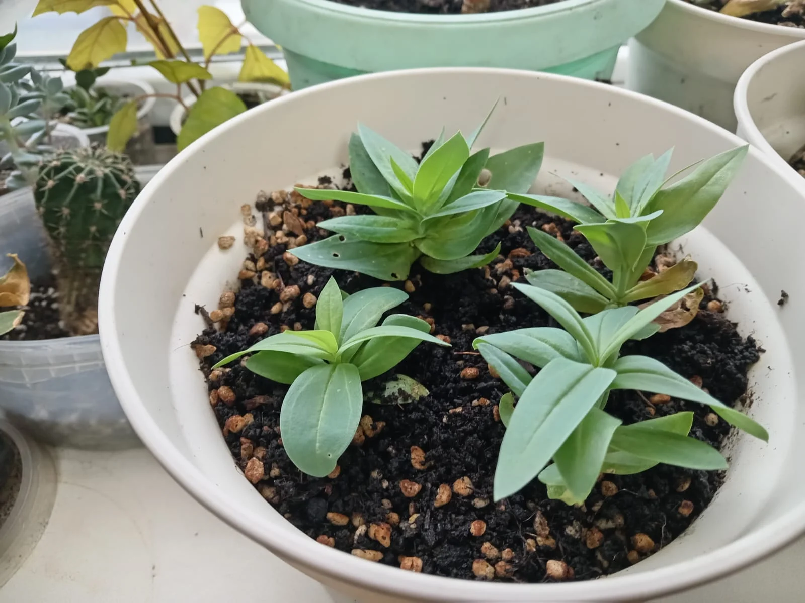 Изображение WhatsApp 2025-11-27 в 10.37.59_93bea791.webp