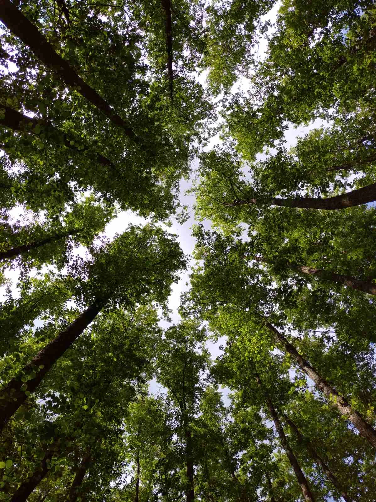 изображение_viber_2020-06-06_18-04-38 ы.webp