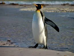 Я гордый.webp