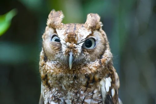 я нервная.webp