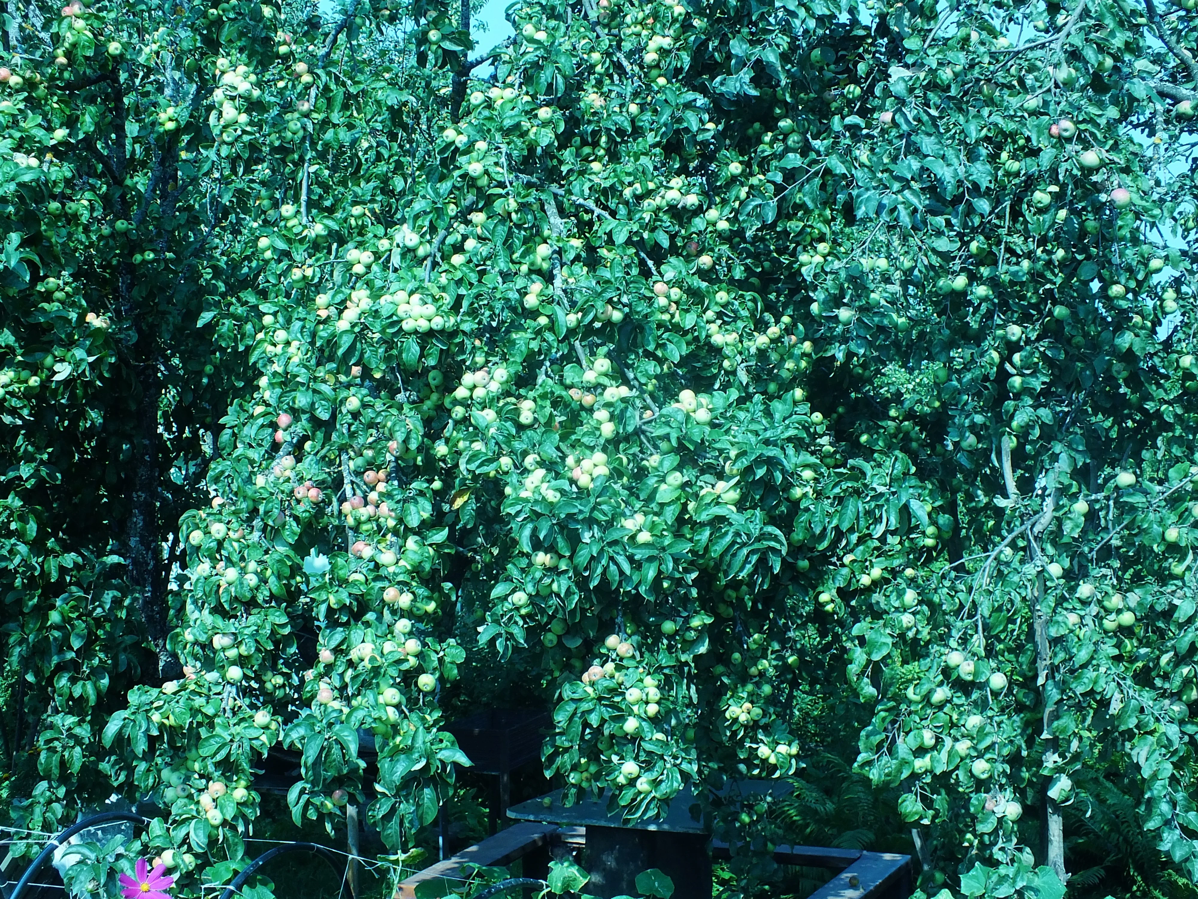 яблочный спас.webp