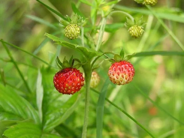 ягодки.webp
