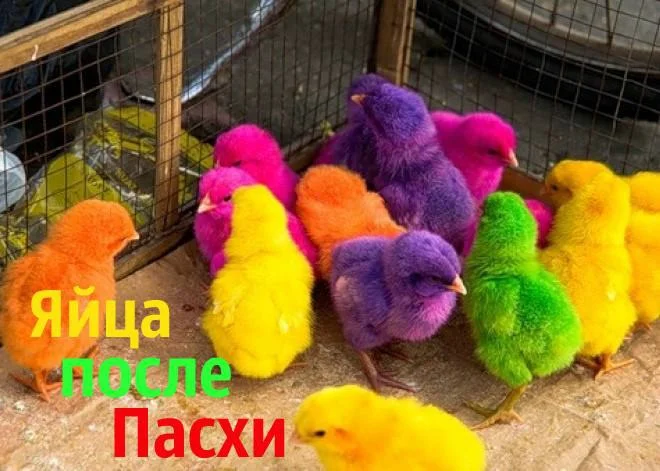 яйца после пасхи.webp