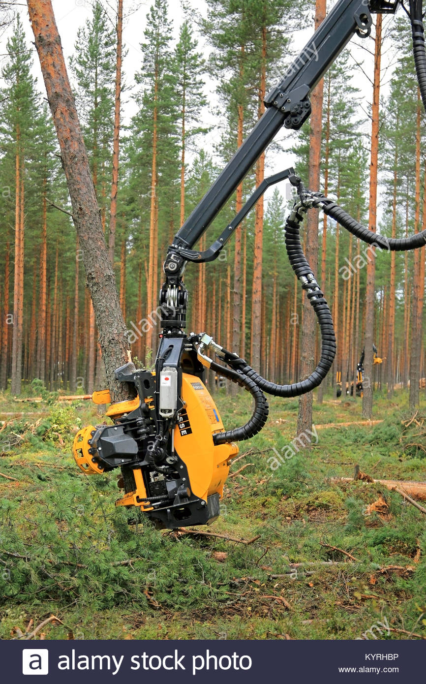 jamsa-finland-august-30-2014-ponsse-h6-harvester-head-cuts-a-pine-KYRHBP.jpg