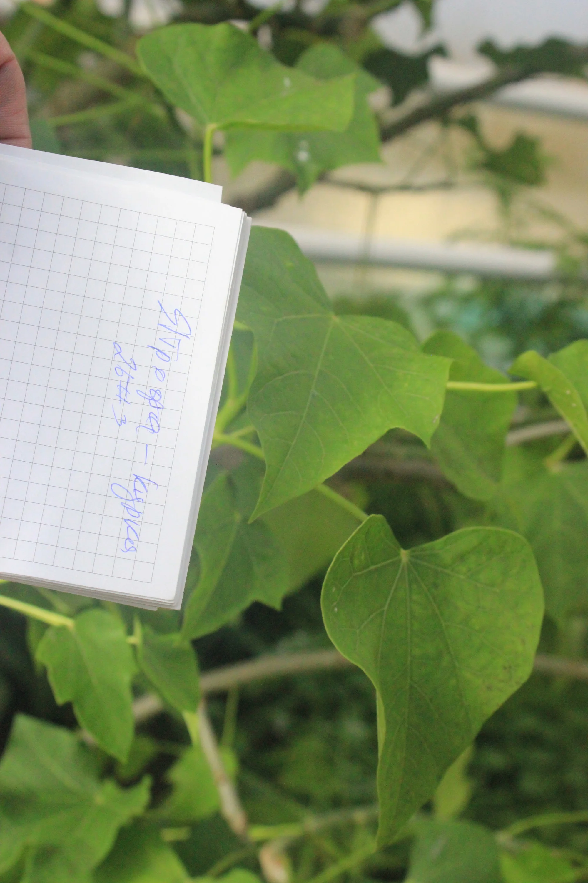 ятрофа куркас.webp