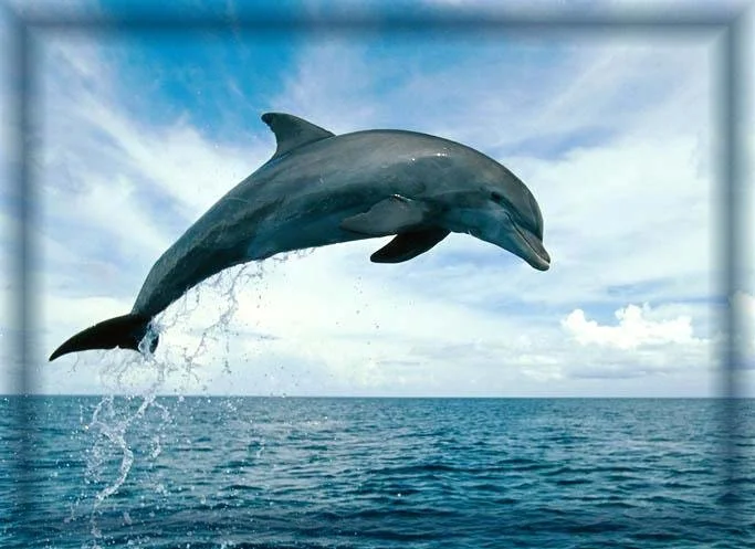 jivotnye iz bisera_ delfin.webp