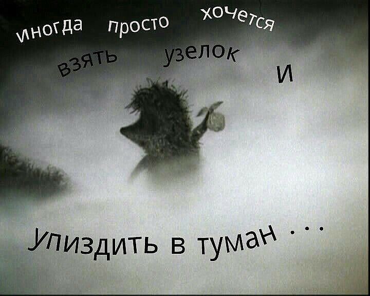 ёжик.jpg