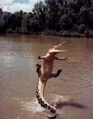 Jumping_Gator.jpg