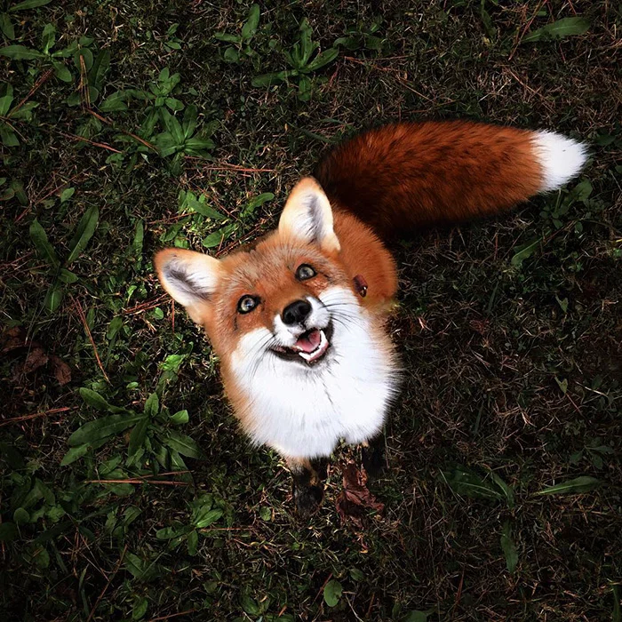 juniper-fox-happiest-instagram-9.webp