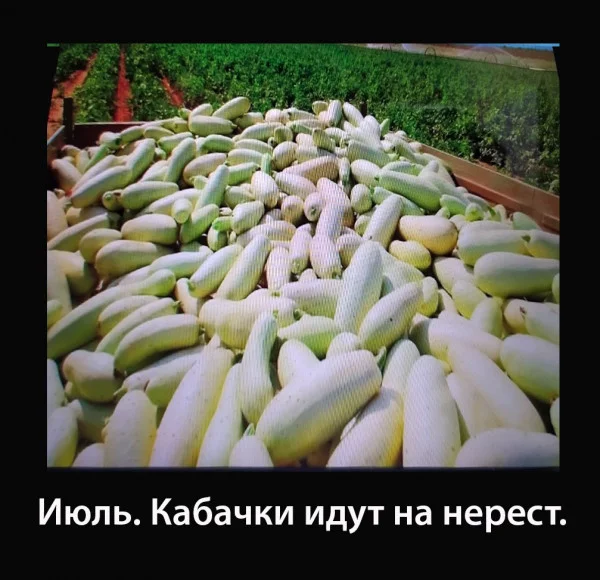kabachki_45106.webp