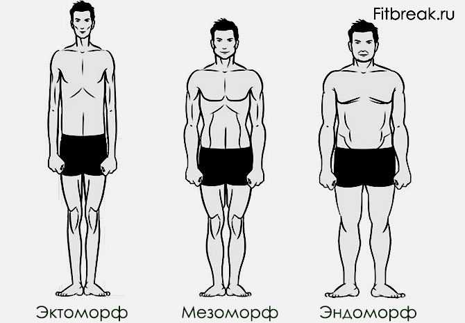 kak-opredelit-kto-ty-ektomorf-mezomorf-endomorf-endomorf-ektomorf-ili-mezomorf-kak-opredelit.jpg