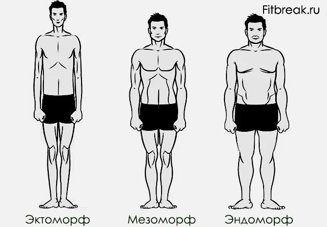 kak-opredelit-kto-ty-ektomorf-mezomorf-endomorf-endomorf-ektomorf-ili-mezomorf-kak-opredelit.webp