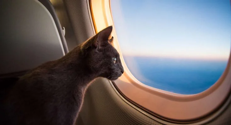 Kak-perevezti-koshku-v-samolete-735x400.webp