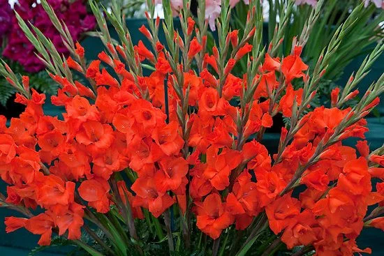 kak-uxazhivat-za-gladiolusami.webp