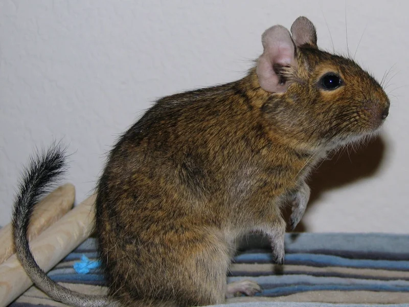 kak-vyglyadit-belka-degu.webp