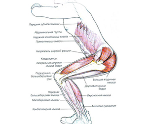 kakiye-myshtsy-prokachivayutsya-pri-prostykh-prisedaniyakh.jpg