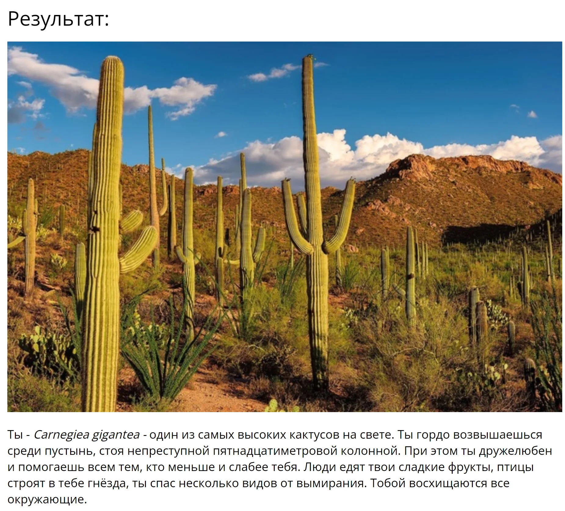 кактус.png