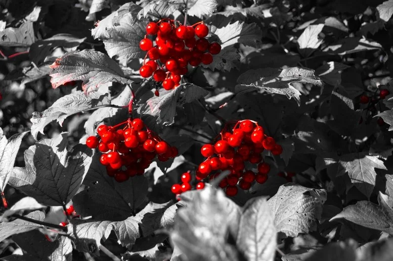 Калина ОСН.webp