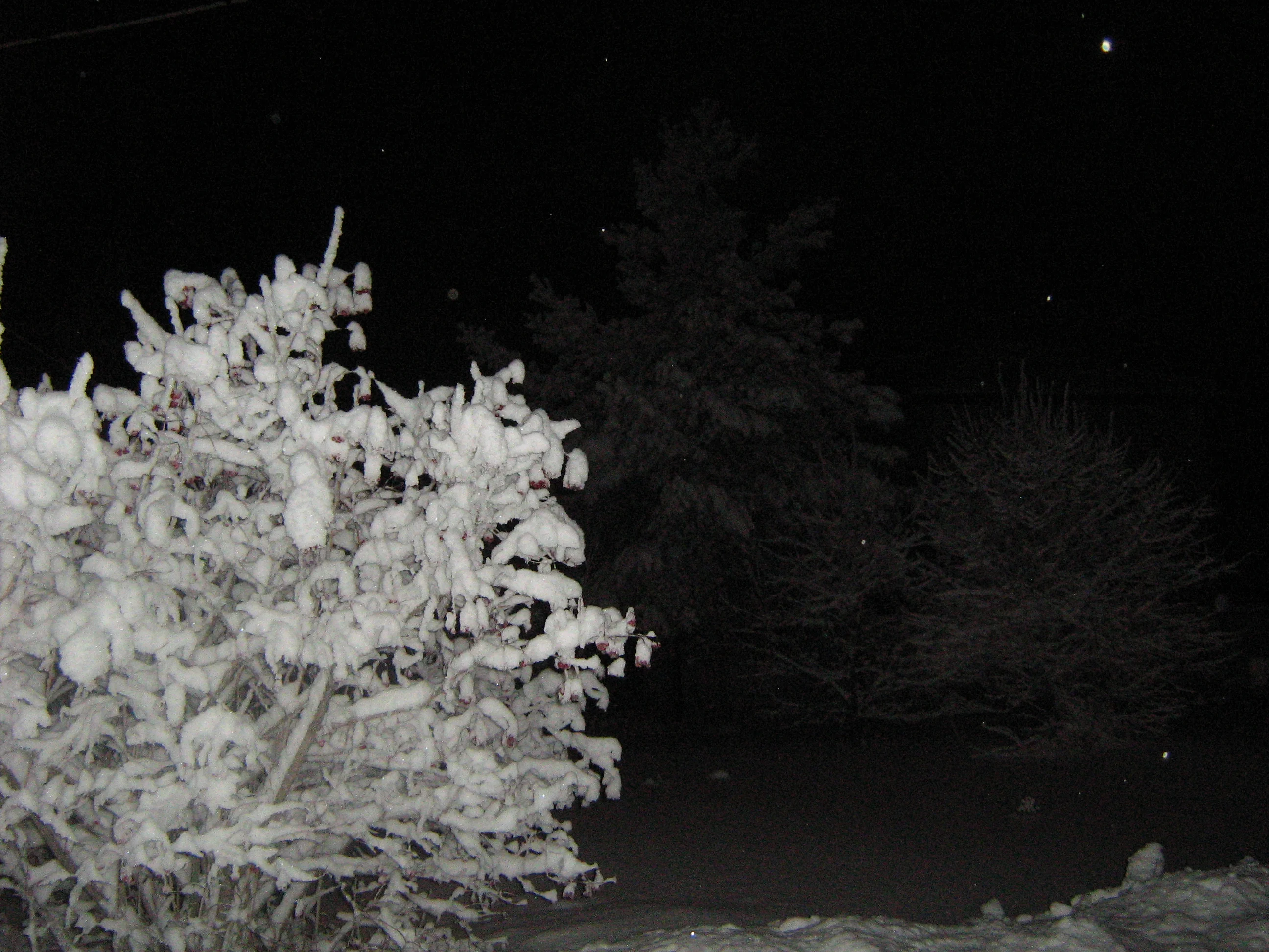 калина зим.webp