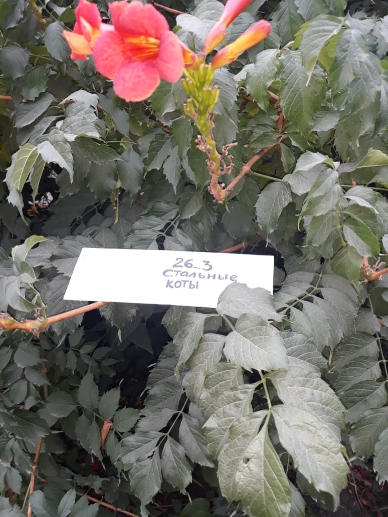 кампсис (текома).webp