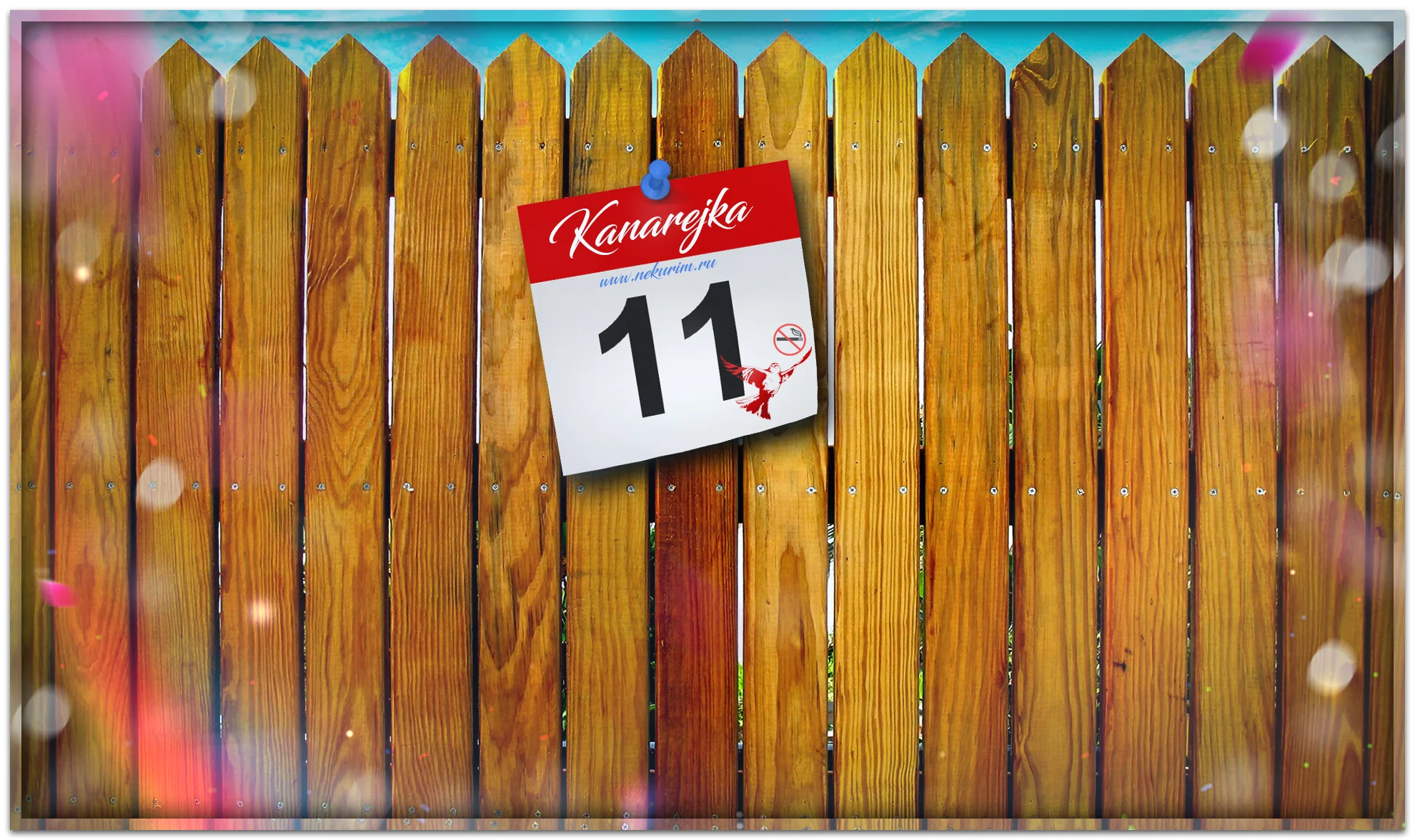 Kanarejka11.webp