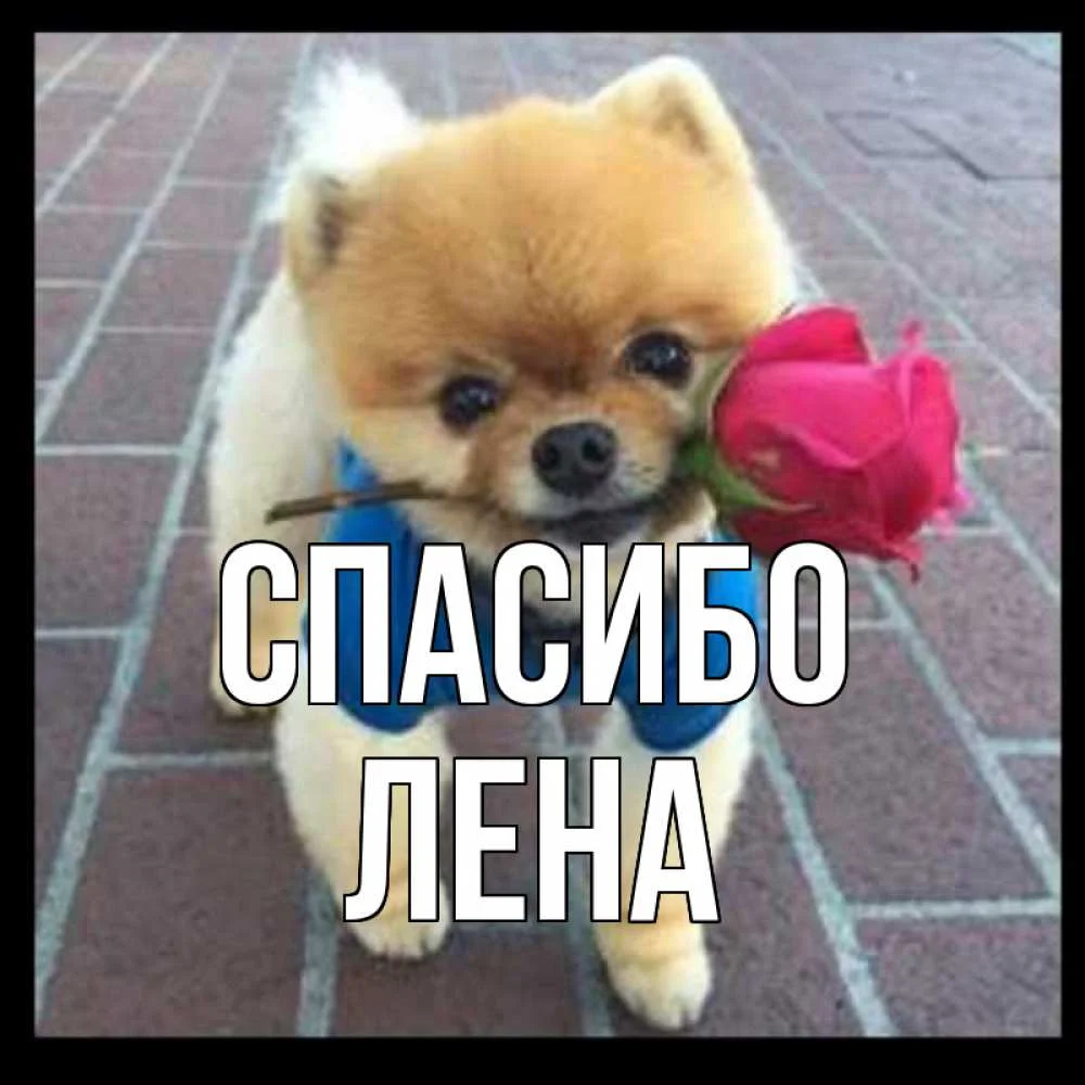 картинка-ЛЕНА-Спасибо-651.webp