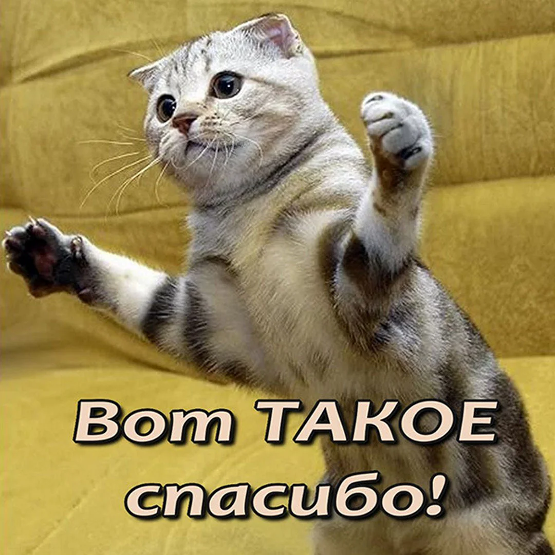 kartinka-spasibo-prikolnaya-smeshnaya.webp