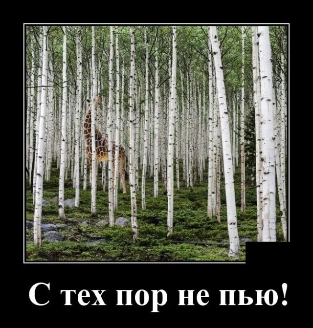 #картинки Демотиваторы_.webp
