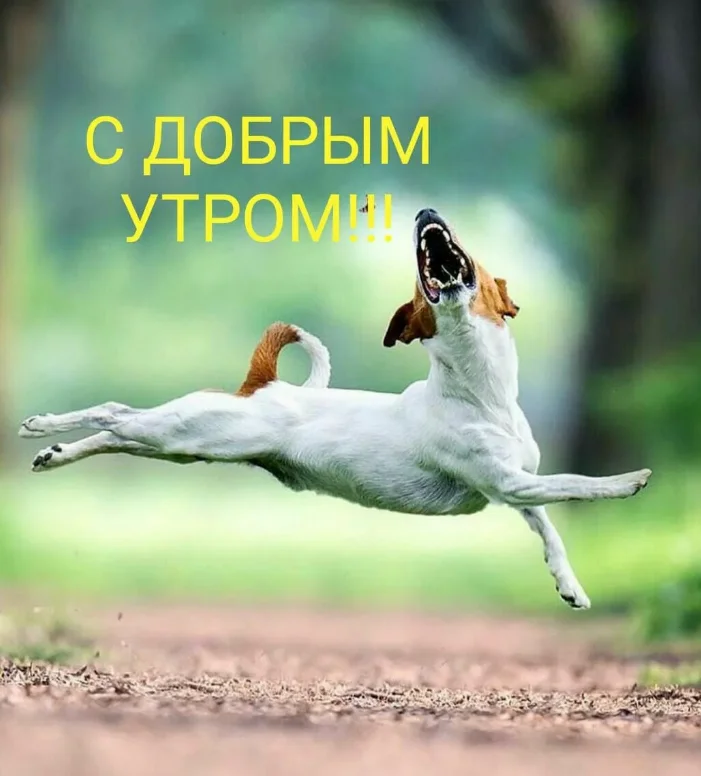 kartinki-s-dobrym-utrom-prikolnye-pozitivnye-20.webp
