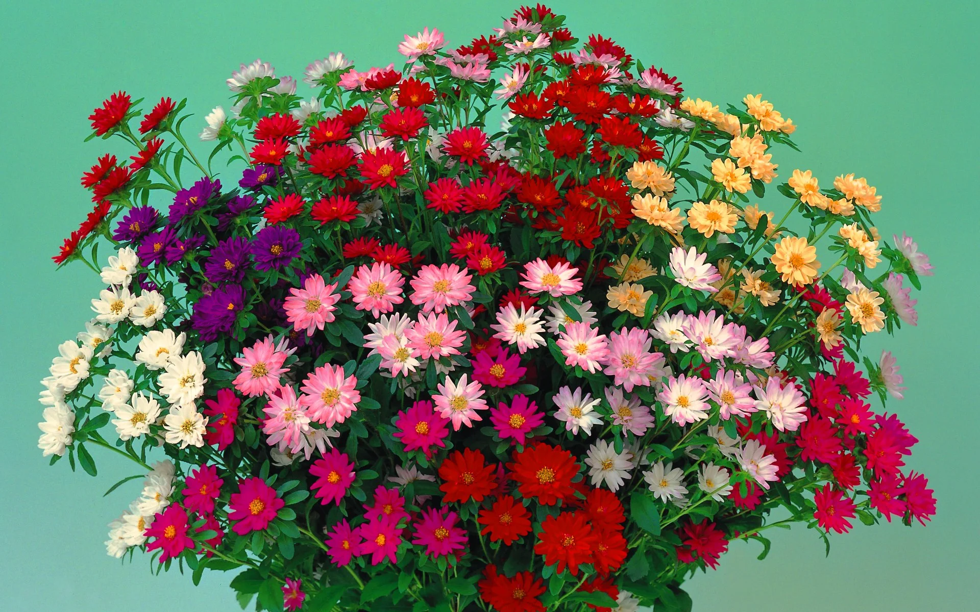 kartinki24_ru_bouguets_of_flowers_106.webp