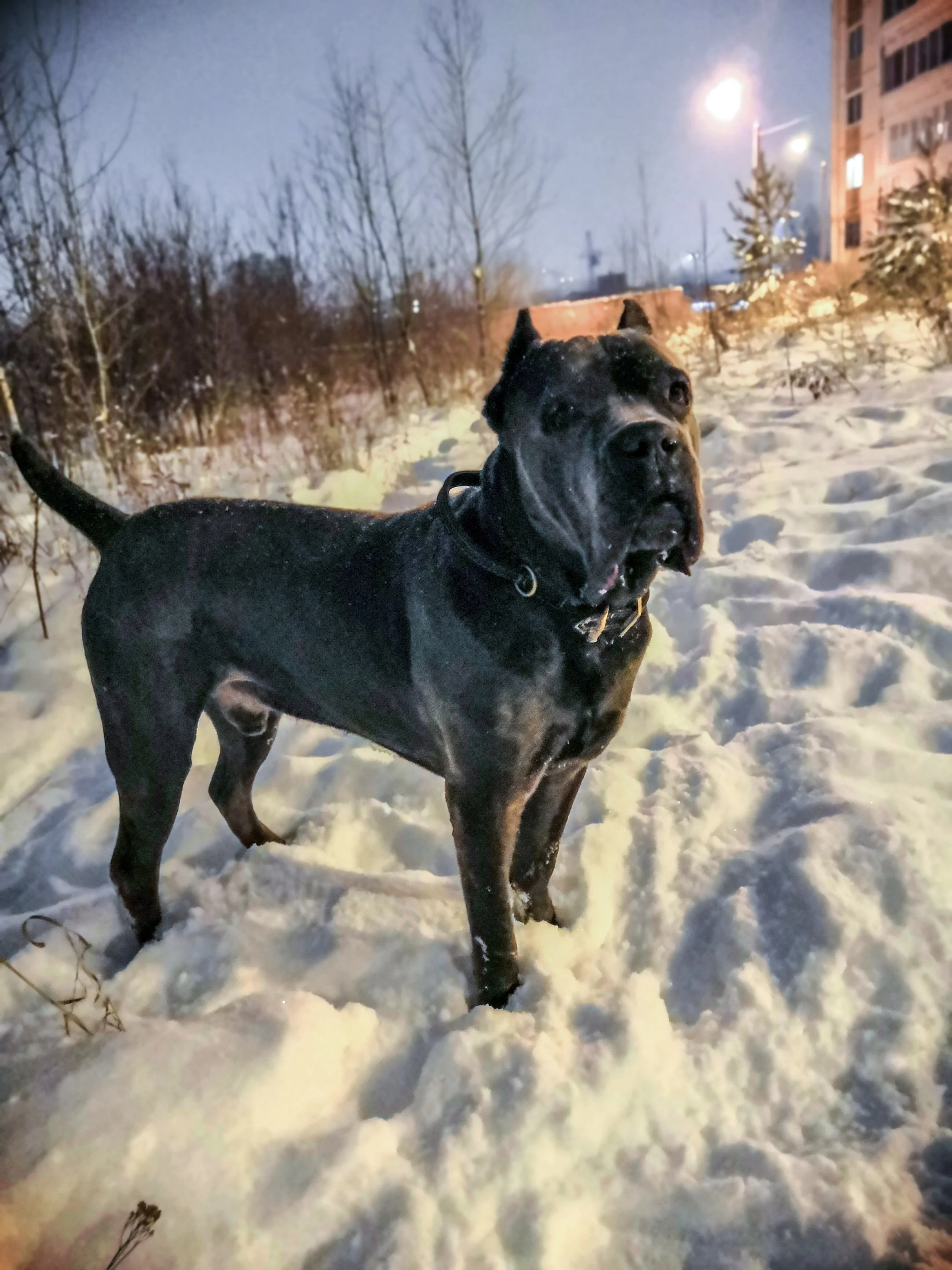 Катя шарпей.webp