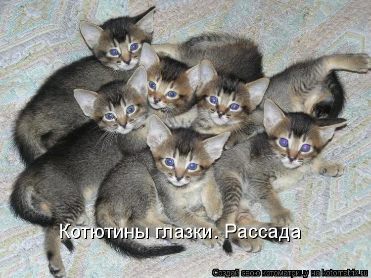 катюнины.jpg