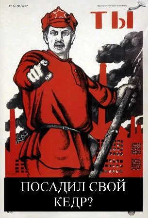 кедр.webp