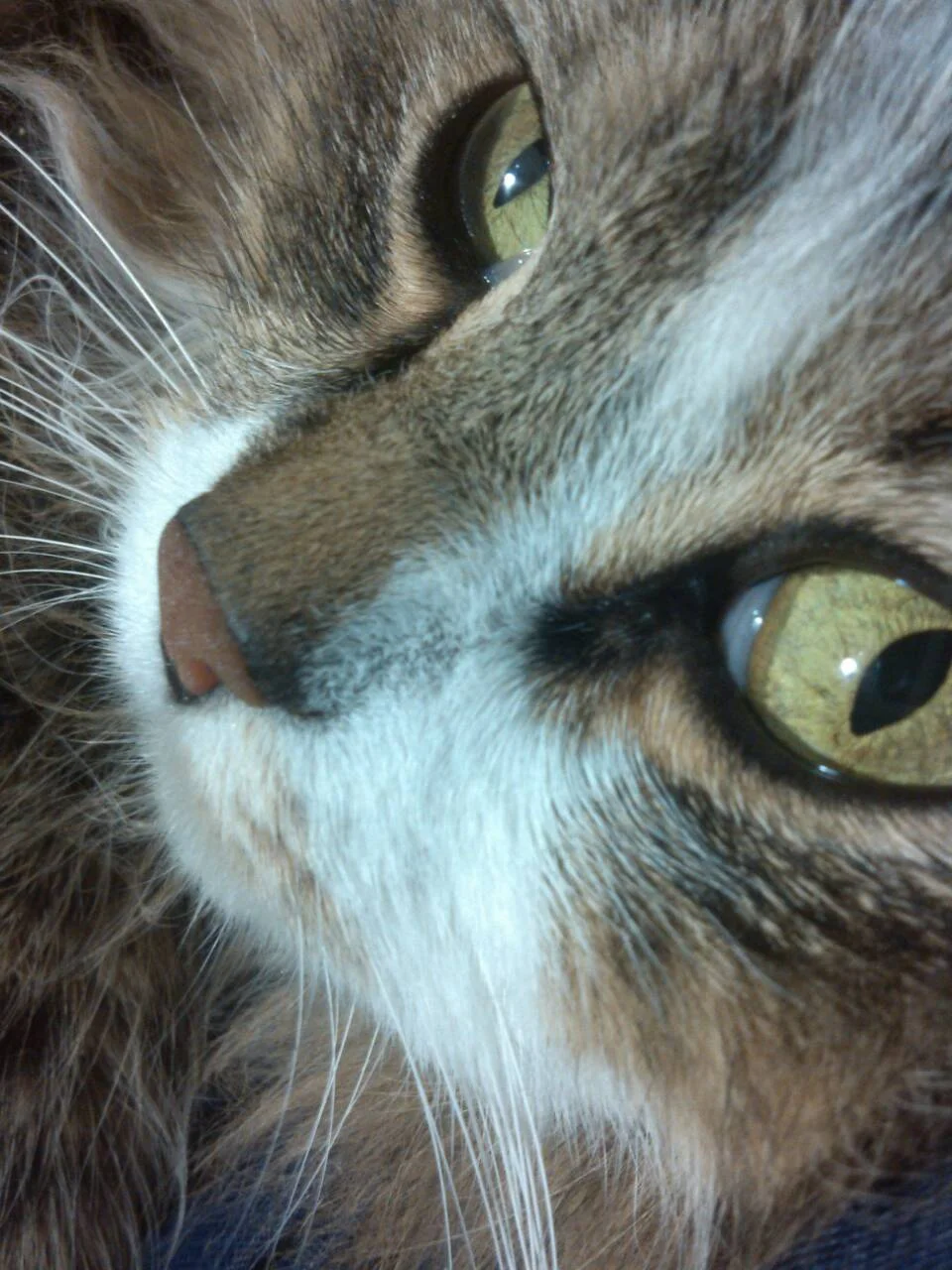 Кеша глаза.webp