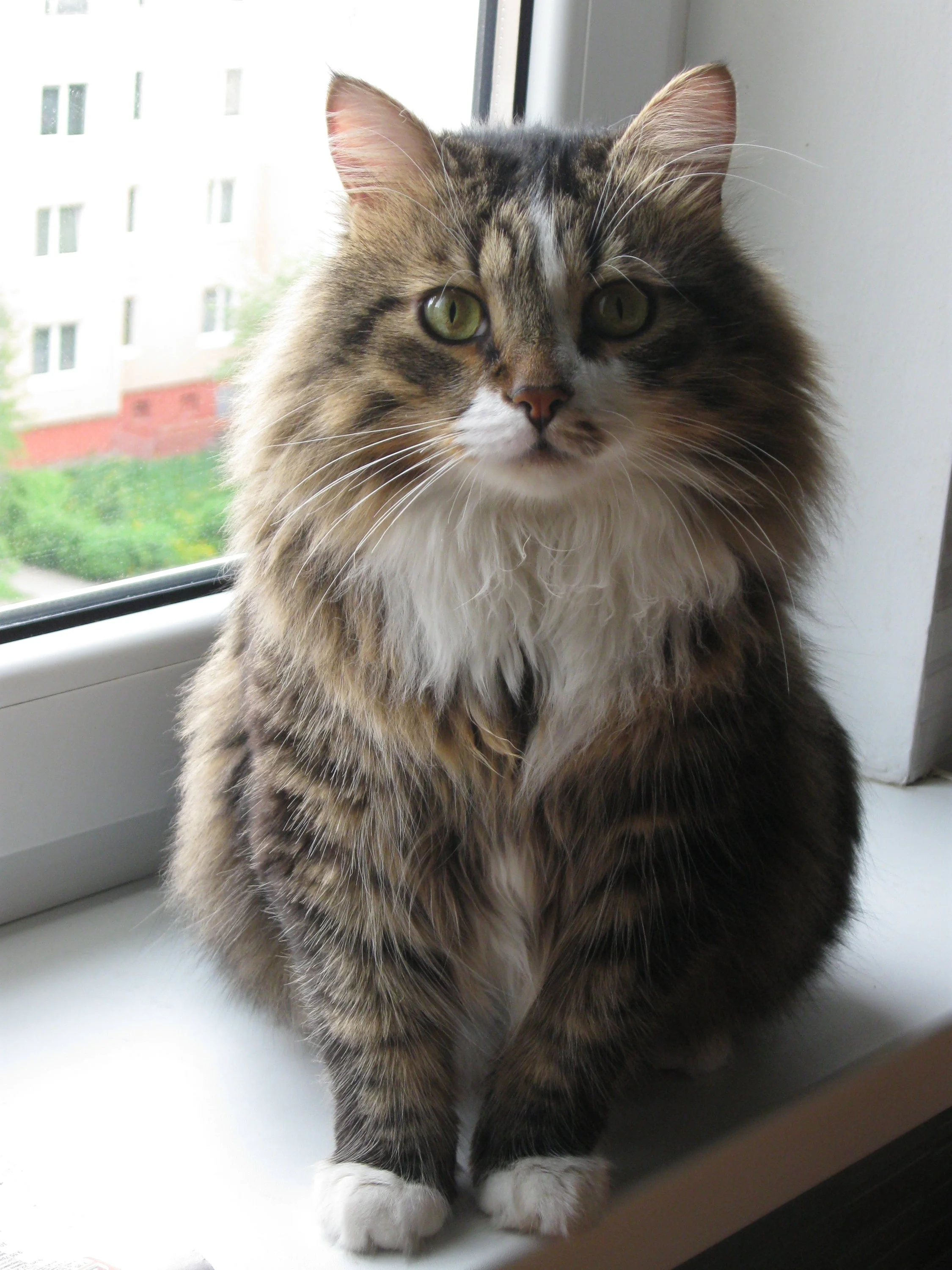 Кеша на окне.webp