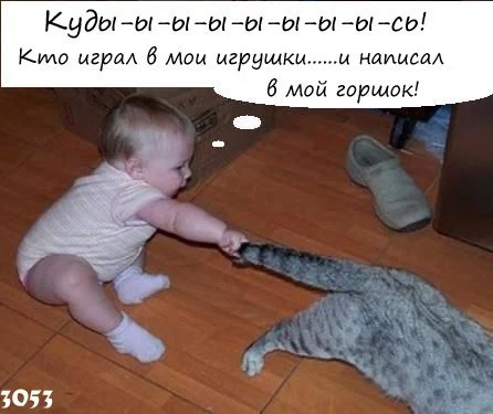 киса.webp
