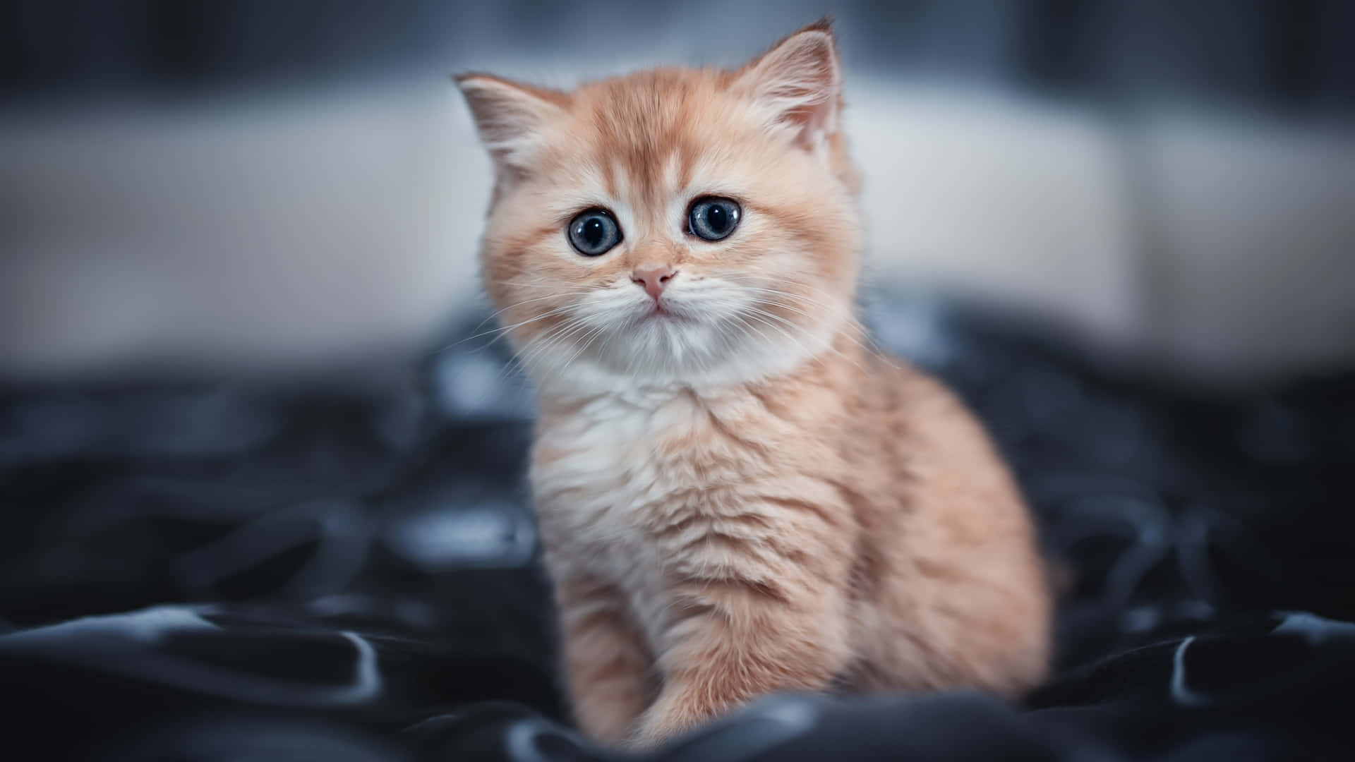 kitten-stare-cute-cat-pfp-931akfgup1rqkac5.jpg