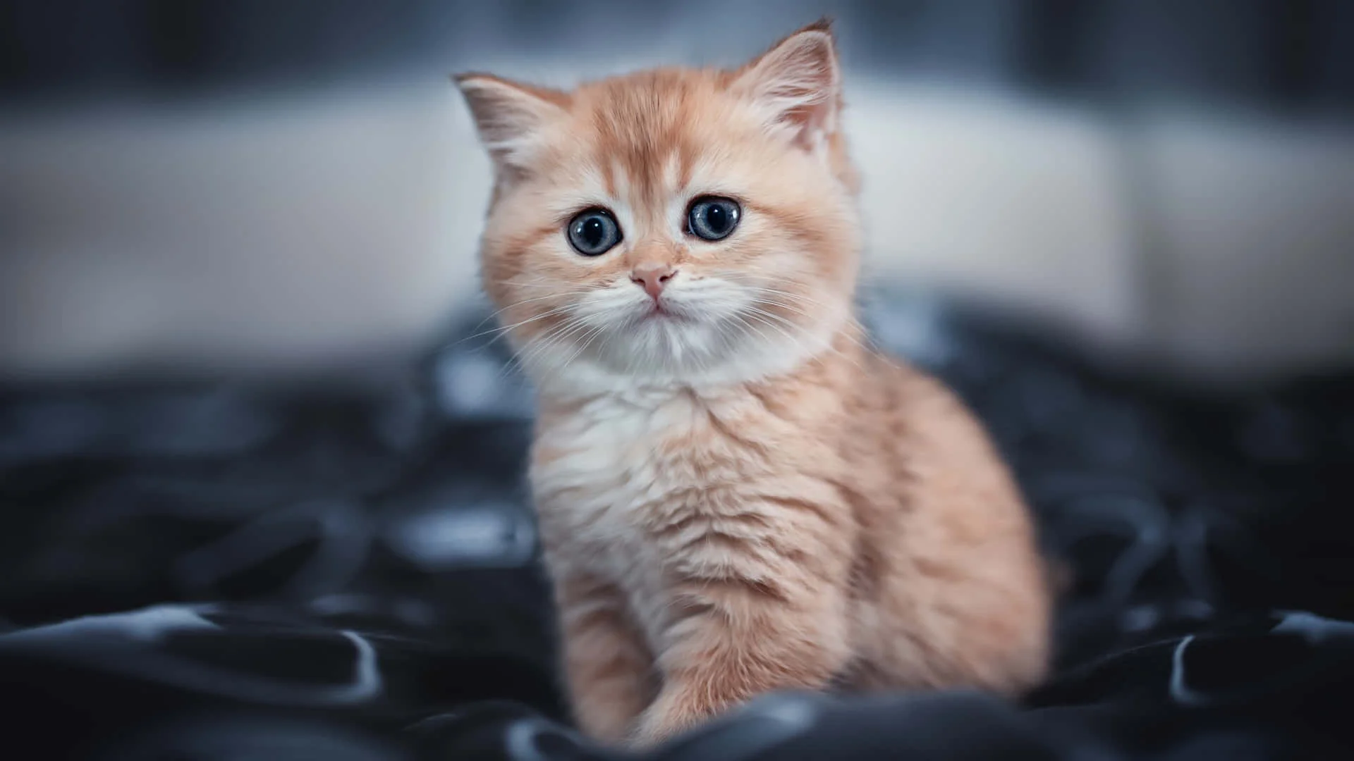 kitten-stare-cute-cat-pfp-931akfgup1rqkac5.webp