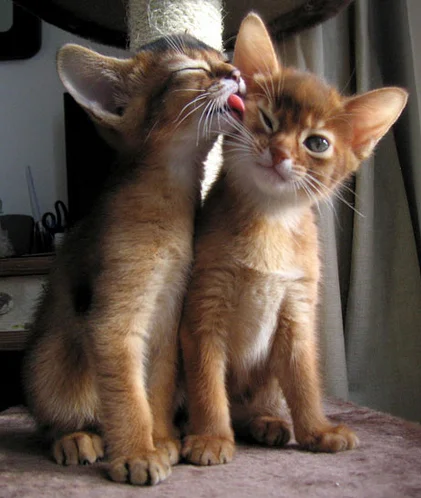 kitty-cat-kiss.webp