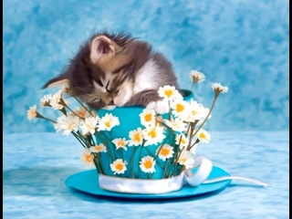 kitty_in_a_cup_flowers_blue_adorable_cat-BLqw.jpg